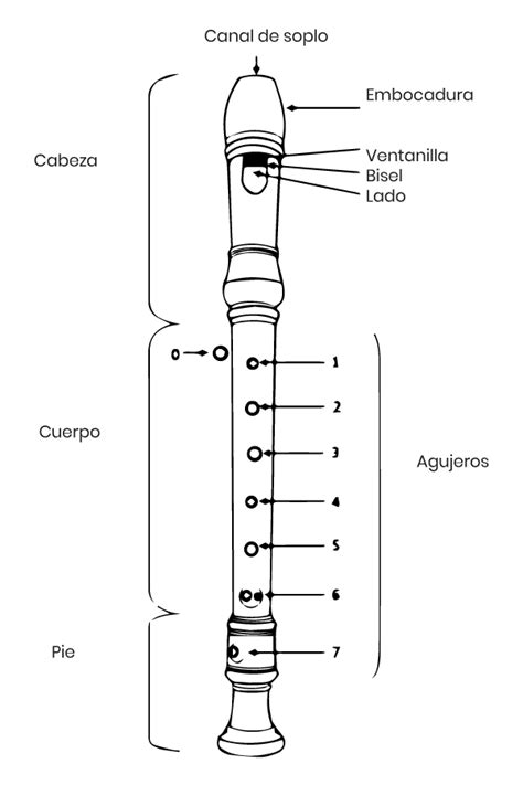 Despertar Alargar Escuela Primaria Flauta Y Sus Partes Entre Numérico