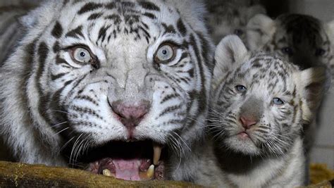 It is territorial and generally a solitary but social predator, requiring large contiguous areas of habitat, which supp. TIGRE BLANCO 】Características, alimentación, hábitat y más