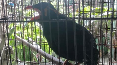 Talking Bird Mynah George Youtube