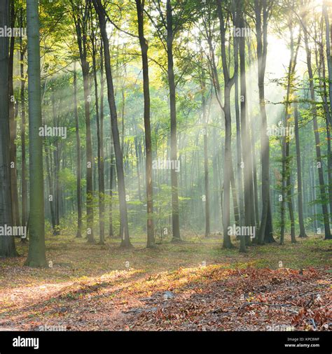 Morning In The Forest Stock Photo Alamy