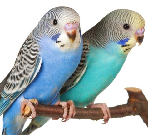March 16, 2015 / pet birds. Is Cockatiel The Best Pet For Beginners? - The Pets Central