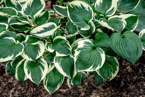 Patriot Hosta Plant Care And Growing Guide
