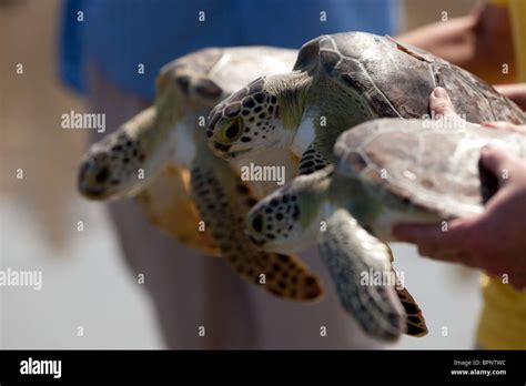 Rehabilitated Green Sea Turtles Released Back To The Ocean By The