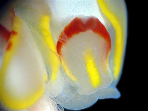 Photos Bizarre Sex Lives Of Hermaphrodite Sea Slugs Live Science