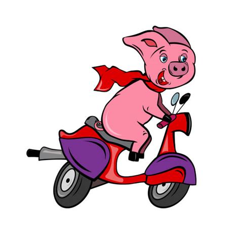 330 Pig Riding Motorcycle Stock Photos Pictures And Royalty Free Images