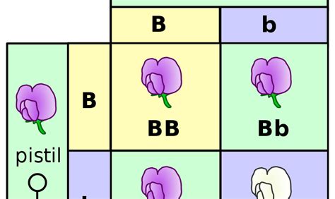 Individuos Homocigotos Y Heterocigotos Qué Es Definición Y Concepto