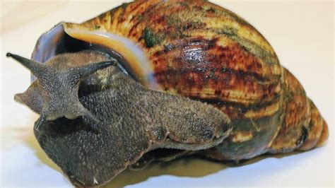Shipment Of 67 Live Giant African Snails Intercepted At Los Angeles