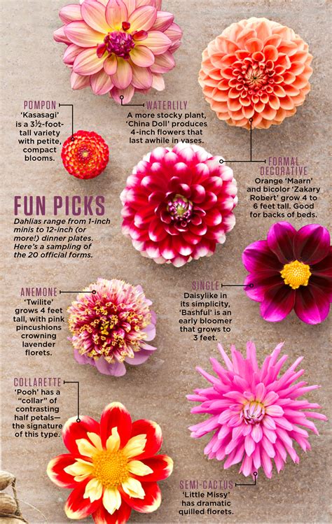 Different types and kinds of beautiful flowers and blossoming plants of the world with a to z list navigation and images. How to Plant, Grow and Care for Dahlias | Midwest Living