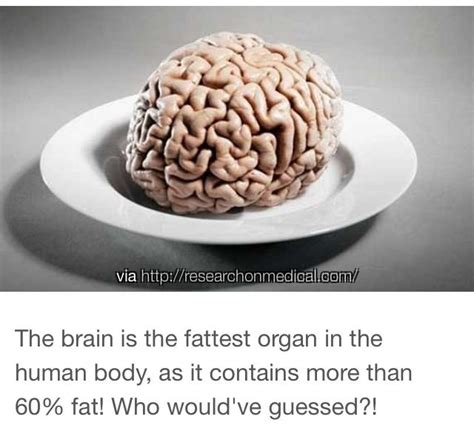 The Brain Is The Fattest Organ In The A Body Brain Facts Organs Human