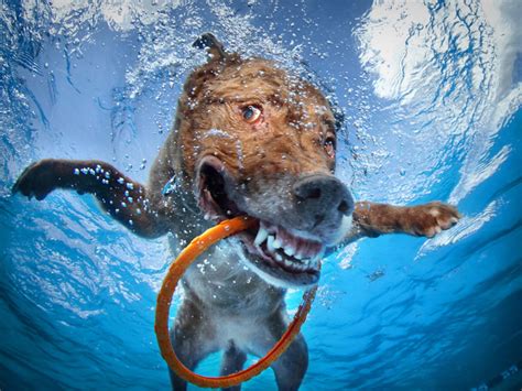 Underwater Dogs Photos Go Viral And Become A Book