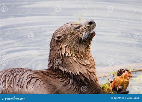 River Otter Eating Fish stock image. Image of animal - 17675913