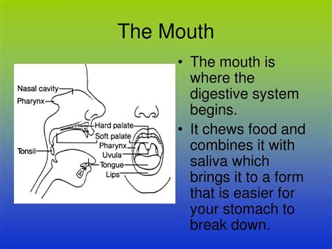 Ppt The Digestive System Structure And Function Powerpoint