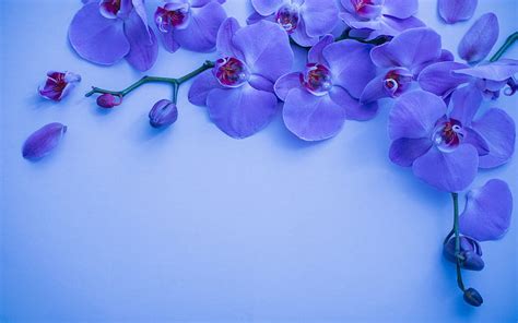 Blue Orchid Background With Orchids Orchid Branch Beautiful Blue