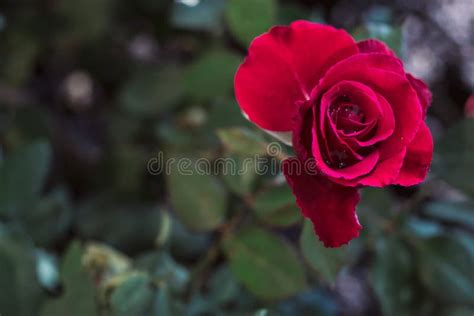 Red Rose The Symbol Of Love And Valentine Stock Photo Image Of Beauty