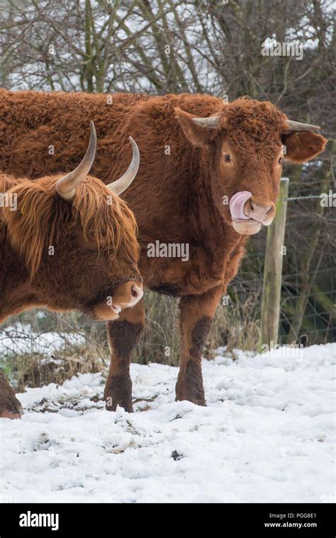 Highland Cow Snow Hi Res Stock Photography And Images Alamy