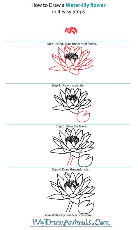 Lily Pad Drawing Step By Step Just A Book Full Of Everything Ive