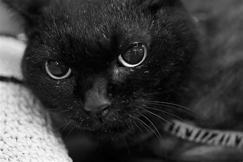 Free Images Black And White Kitten Black Cat Fauna Close Up Nose