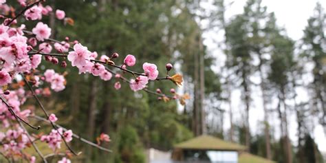 Sankeien garden is a traditional japanese garden housing many ancient constructions and woods. Cherry Blossoms in the Garden - Portland Japanese Garden