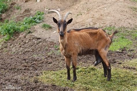 Domestic Goat Photos Domestic Goat Images Nature Wildlife Pictures NaturePhoto