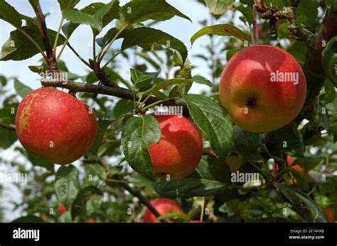 Red Spur Apple Tree Hi Res Stock Photography And Images Alamy