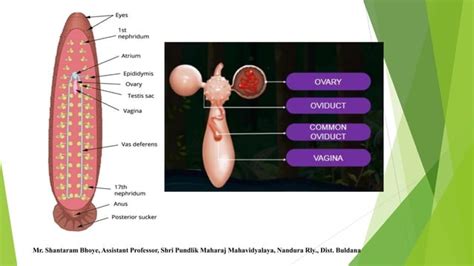 Female Reproductive System Of Cattle Leech Pptx