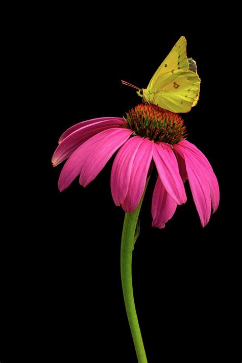 Attractive Nectar Photograph By Greg Berger Fine Art America