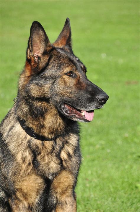 The Sable German Shepherd Top Facts And Guide Animal Corner