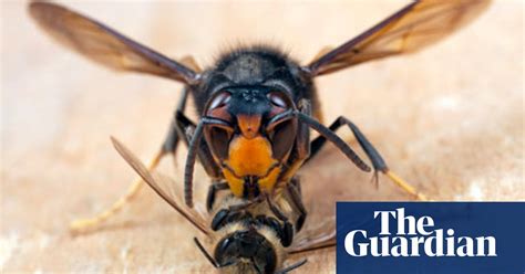 Danger The Bee Killing Asian Hornet Is Set To Invade Britain Insects The Guardian