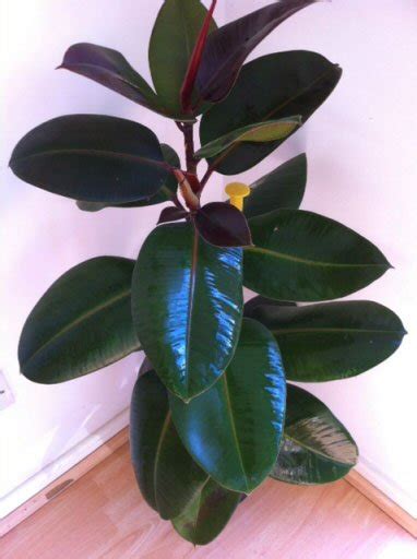 Maybe you would like to learn more about one of these? Ficus elastica (Rubber Plant) Guide | Our House Plants