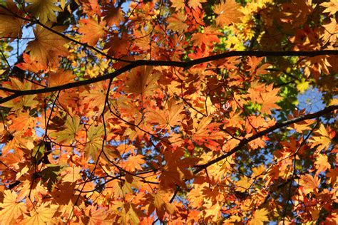 Free Images Branch Season Maple Tree Maple Leaf Deciduous Autumn