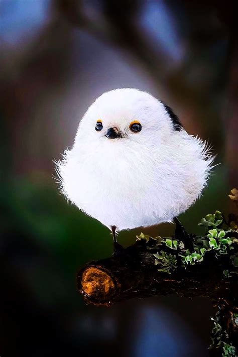 White Bird Wild Birds Photography Cute Birds Pet Birds