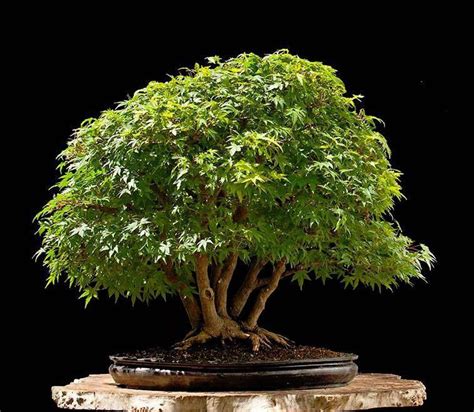 Japanese Maple By Walter Pall Stunning Bonsai Indoorbonsaitrees Bonsai Tree Care Bonsai