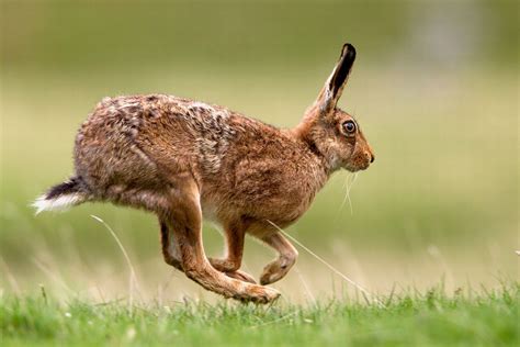 The Amazing Animals That Need Protecting In The Peak District