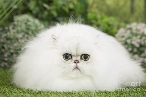 This sweet, gentle soul normally makes for a very laid back companion in the house. Fluffy white Persian Chinchilla Cat Photograph by Mary ...