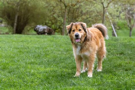 Australian Shepherd Golden Retriever Mix The Perfect Puppy