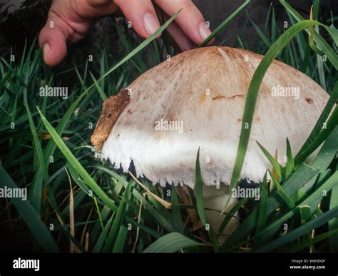Giant Mushroom Growing On A Yard Stock Photo Alamy