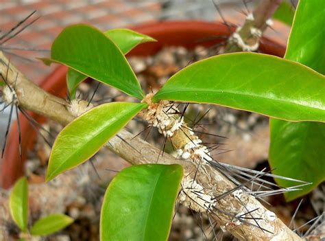 It hasn't been moved for about five years. Pereskia grandifolia - Wikipedia