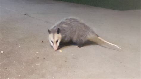 Opossum In Our Backyard 2020 Jan 06 Part 1 Youtube