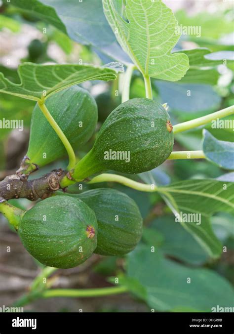 Common Figs Ficus Carica Stock Photo Alamy