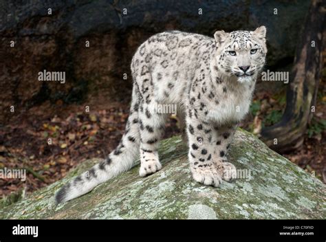 Snow Leopard Standing On Rock Stock Photo Alamy
