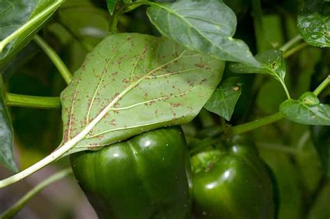 Once a pest or disease has started to attack a crop, the damage cannot be repaired and control becomes increasingly difficult. Growing Your Own Bell Peppers