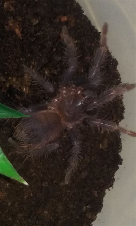 If so, we invite you to join our community! Pterinopelma sazimai - Brazilian Blue Tarantula - Fluff ...