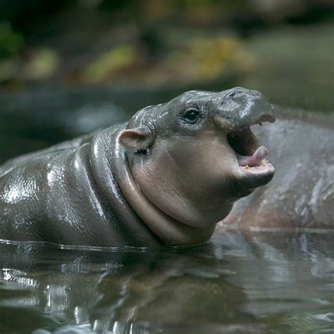 Baby Hippo Pictures