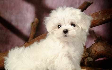 The 8 Best Dog Breeds for Seniors