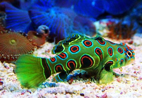 24 Beautiful And Colorful Fish Peixe Mandarim Peixes Marinhos