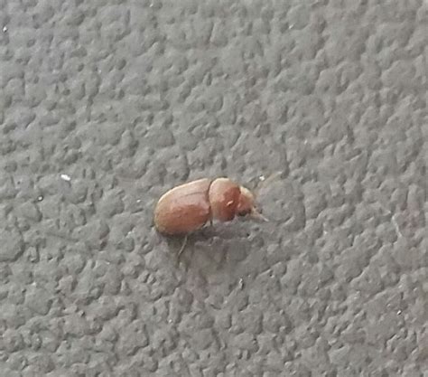 Whats This Bug Tiny Brown Flying Bugs In Car