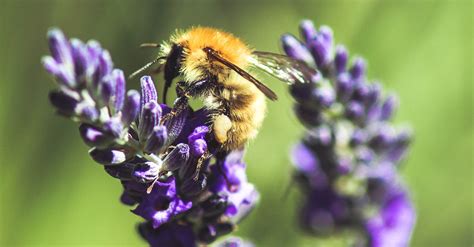We did not find results for: Eight bee-friendly plants for your garden - SmartGardener Blog