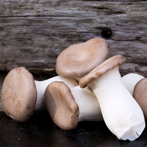 Eryngii King Oyster Mushrooms Fresh Uk Delivery Smithy Mushrooms