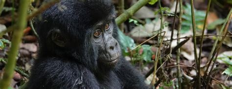 Interesting Facts About Gorillas Gorilla Africa Safaris