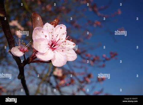 Single Cherry Blossom Stock Photo Alamy
